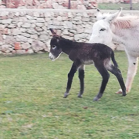 Il Trullo Del Contadino