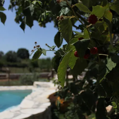 Il Trullo Del Contadino *