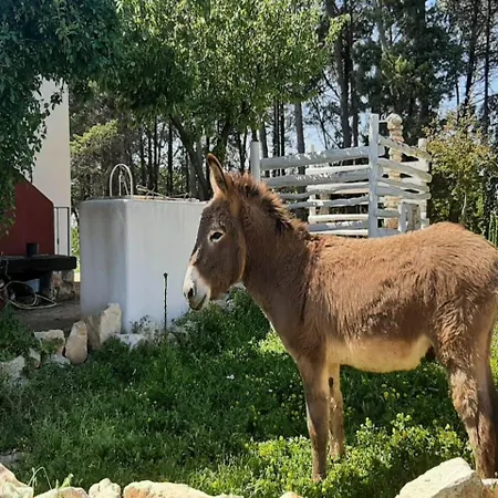 Nyaraló Il Trullo Del Contadino