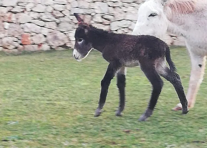 Il Trullo Del Contadino